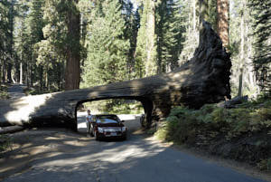 sequoia<br>NIKON D200, 20 mm, 100 ISO,  1/50 sec,  f : 5.6 